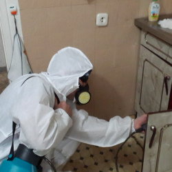 Дезинфекция от муравьев в квартире в Бескудниковском районе Москвы